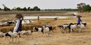 Niger: 18 morts dans des affrontements entre éleveurs et agriculteurs dans l'Ouest