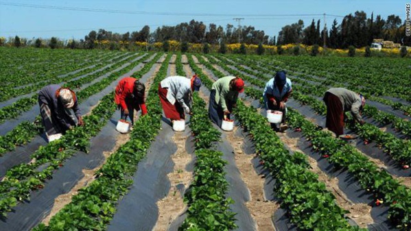 SEMENCES ET INTRANTS : Des agriculteurs sénégalais boostent leurs rendements, selon Syngenta