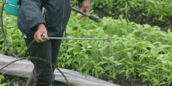 Concurrence: l’UE ouvre une enquête approfondie sur le rachat de Monsanto par Bayer