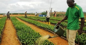 Agriculture durable: Rabobank et l'ONU lancent un programme d'un milliard de dollars