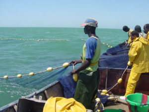 Accord avec la Mauritanie: 50 mille tonnes de poissons promis aux pêcheurs sénégalais