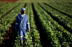 Un agriculteur sud-africain dans ses champs (photo France Culture)