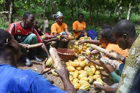 La Côte d'Ivoire, premier producteur mondial de cacao, se convertit au commerce équitable