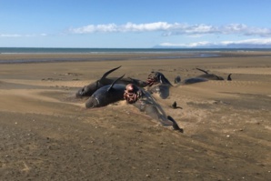 50 baleines mortes sur une plage: un vrai mystère