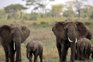 Moscou offre des armes au Gabon pour lutter contre les braconniers