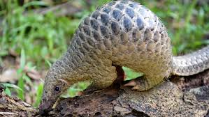 Coronavirus: le pangolin, chaînon manquant potentiel dans l’épidémie