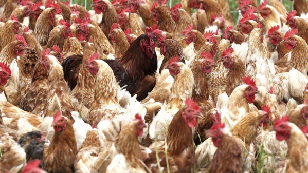 Coronavirus : La Chine interdit les importations de poulets américains