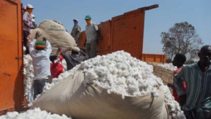 Sénégal : l’Institut de recherches agricoles veut concevoir de nouvelles variétés de coton