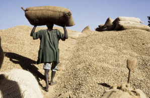 Arachide - Une chute de 11% de la production projetée, selon le ministre de l'Agriculture