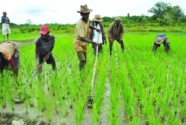 Du Sénégal au Kenya, la Corée du Sud lance le mégaprojet de « ceinture du riz »