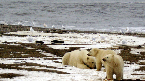 Biden limite l’exploitation pétrolière dans d’immenses zones en Alaska