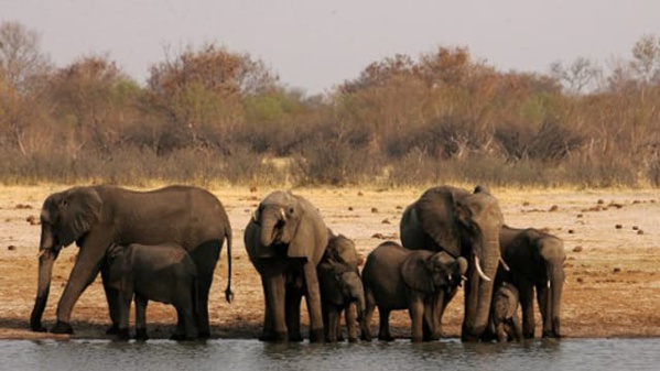 Zimbabwe : au moins 100 éléphants morts par manque d'eau (association)