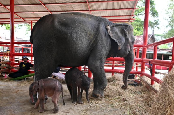 « Miracle de la nature » : La naissance de jumeaux éléphants stupéfie les défenseurs de l'environnement en Thaïlande