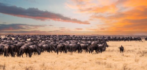 Le parc national du Serengeti et le Mont Kilimandjaro en Tanzanie remportent des prix touristiques