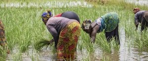 Sénégal : la BAD débloque près de 36 milliards FCFA pour augmenter les productions agricoles, les emplois et les revenus dans neuf régions du pays