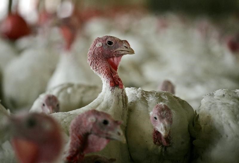 ALLEMAGNE: La grippe aviaire sévit, 16.000 dindes vont être abattues