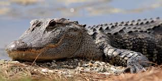 Le crocodile qui n'aimait pas les selfies
