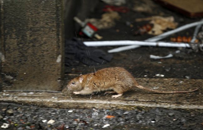 France: des rats attaquent une jeune paraplégique dans son lit