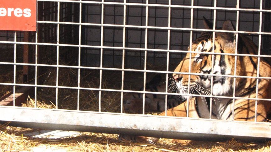 France : un tigre s'échappe d'un cirque à Paris avant d'être abattu