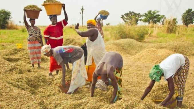 Au Sénégal, les femmes gagnent en autonomie grâce à l'agriculture