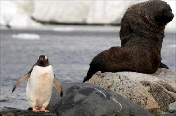 ANTARCTIQUE : La création de sanctuaires marins échoue encore