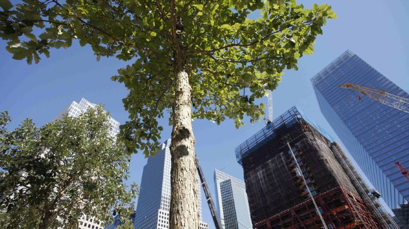 A Davos, tout le monde veut planter des arbres