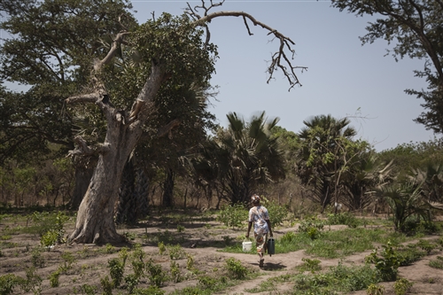 Le Sénégal lance un projet de forêts nourricières et médicinales