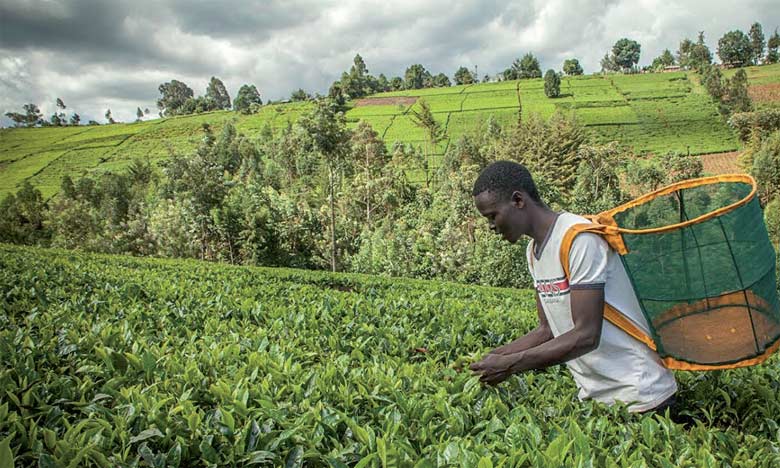 Les petites et moyennes entreprises piliers de l’agriculture sur le continent, selon la BAD