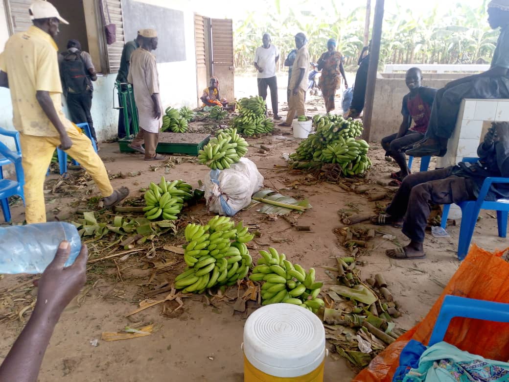 Bananeraie de Bambali - Jeunes et femmes enrayent l’émigration clandestine, en attendant Sadio Mané