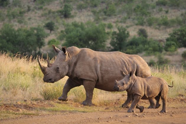 Afrique du Sud  - Le plus grand élevage mondial de rhinocéros sauvé par une ONG