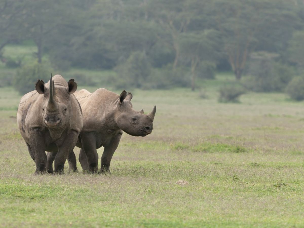 Le Kenya se lance dans son plus grand projet de relocalisation de rhinocéros