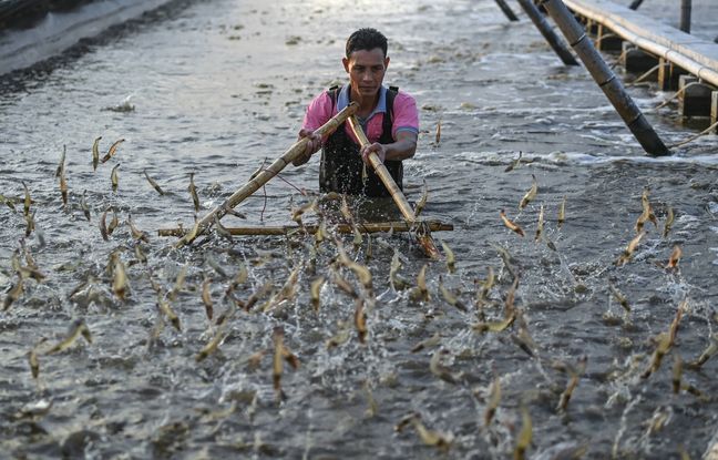 L'aquaculture dans le monde dépasse pour la première fois la pêche, selon la FAO