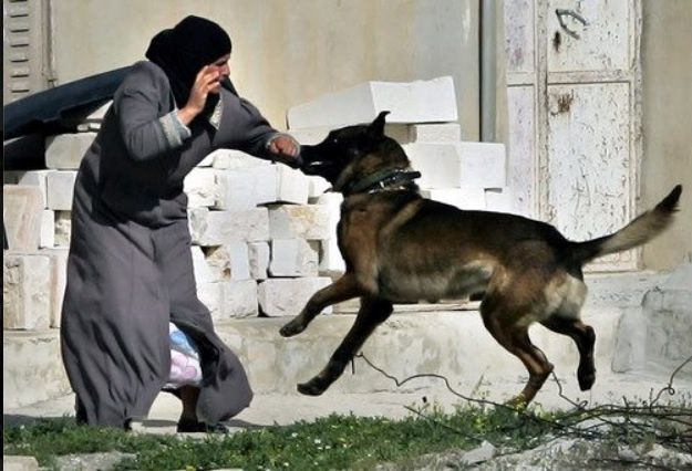 L'ONU dénonce les pratiques des soldats israéliens qui lâchent des chiens sur les détenus palestiniens