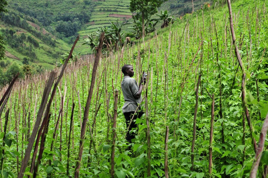 Haricots grimpants dans le sud-ouest de l'Ouganda. Crédit  CIATNeilPalmer..jpg