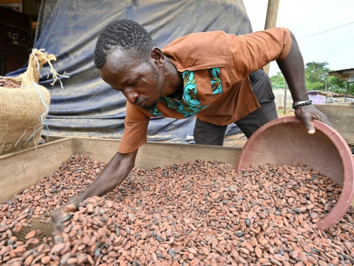 Côte d’Ivoire : le prix du cacao fixé par les autorités atteint un niveau record