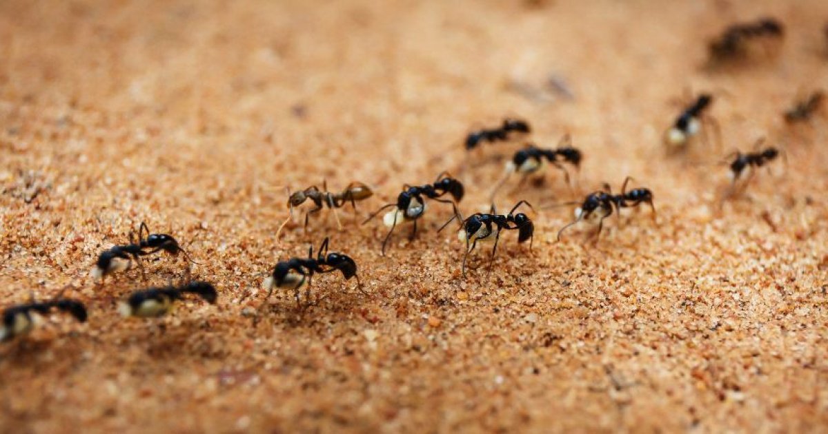 Pour travailler en équipe, faites confiance aux fourmis plutôt qu’aux humains