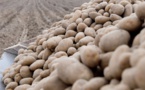 Découverte d'un champ de patates datant de 3800 ans