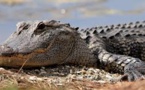 Le crocodile qui n'aimait pas les selfies