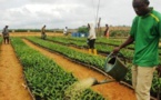 Agriculture durable: Rabobank et l'ONU lancent un programme d'un milliard de dollars