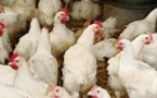 L’impérialisme menace notre filière avicole: protégeons le poulet et les emplois sénégalais et soutenons le gouvernement