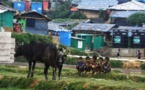 Les Rohingyas célèbrent la fête du sacrifice, un an après le début de la crise birmane