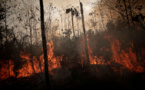 INCENDIES EN AMAZONIE : Le propriétaire de Timberland suspend ses achats de cuir brésilien