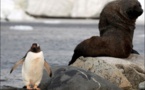 ANTARCTIQUE : La création de sanctuaires marins échoue encore