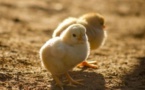 Les poussins ne pourront plus être broyés vivants, ni les porcelets castrés à vif