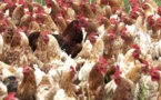 Coronavirus : La Chine interdit les importations de poulets américains