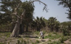 Le Sénégal lance un projet de forêts nourricières et médicinales