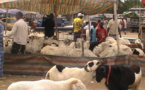 TABASKI 2021: Liste des points de vente de moutons autorisés dans la région de Dakar