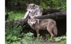 Dans le massif du Vercors, on hurle avec les loups pour les débusquer