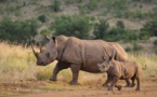 Afrique du Sud  - Le plus grand élevage mondial de rhinocéros sauvé par une ONG