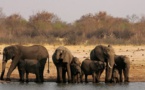 Zimbabwe : au moins 100 éléphants morts par manque d'eau (association)